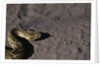Puff Adder on Sand by Anonymous
