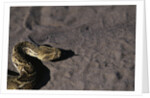 Puff Adder on Sand by Anonymous