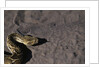Puff Adder on Sand by Anonymous