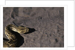 Puff Adder on Sand by Anonymous