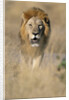 Male Lion Walking Through Grass by Anonymous