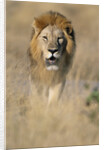 Male Lion Walking Through Grass by Anonymous