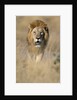 Male Lion Walking Through Grass by Anonymous