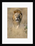 Male Lion Walking Through Grass by Anonymous