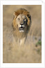 Male Lion Walking Through Grass by Anonymous