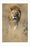 Male Lion Walking Through Grass by Anonymous