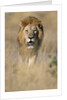 Male Lion Walking Through Grass by Anonymous