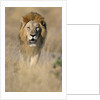 Male Lion Walking Through Grass by Anonymous