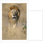 Male Lion Walking Through Grass by Anonymous