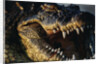 Nile Crocodile with Open Mouth by Anonymous