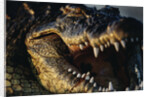 Nile Crocodile with Open Mouth by Anonymous