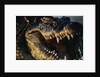 Nile Crocodile with Open Mouth by Anonymous