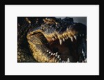 Nile Crocodile with Open Mouth by Anonymous