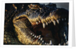 Nile Crocodile with Open Mouth by Anonymous