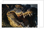 Nile Crocodile with Open Mouth by Anonymous