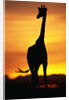 Giraffe Silhouetted at Sunset by Anonymous