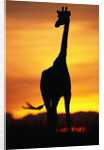 Giraffe Silhouetted at Sunset by Anonymous
