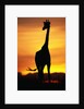 Giraffe Silhouetted at Sunset by Anonymous