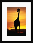 Giraffe Silhouetted at Sunset by Anonymous