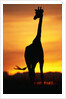 Giraffe Silhouetted at Sunset by Anonymous