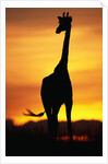 Giraffe Silhouetted at Sunset by Anonymous