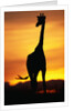 Giraffe Silhouetted at Sunset by Anonymous