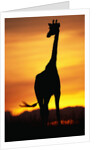 Giraffe Silhouetted at Sunset by Anonymous