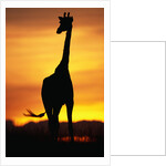 Giraffe Silhouetted at Sunset by Anonymous