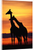 Giraffes Silhouettes at Sunset by Anonymous