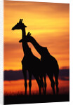Giraffes Silhouettes at Sunset by Anonymous