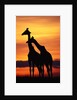 Giraffes Silhouettes at Sunset by Anonymous