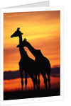 Giraffes Silhouettes at Sunset by Anonymous
