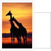 Giraffes Silhouettes at Sunset by Anonymous