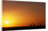 Giraffe Herd at Sunset by Anonymous