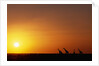 Giraffe Herd at Sunset by Anonymous