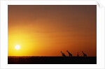 Giraffe Herd at Sunset by Anonymous