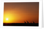 Giraffe Herd at Sunset by Anonymous