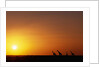 Giraffe Herd at Sunset by Anonymous