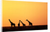 Giraffe Herd at Sunset by Anonymous