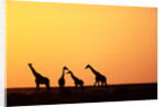 Giraffe Herd at Sunset by Anonymous