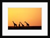 Giraffe Herd at Sunset by Anonymous