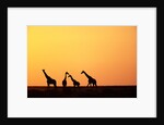 Giraffe Herd at Sunset by Anonymous