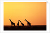 Giraffe Herd at Sunset by Anonymous