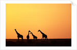 Giraffe Herd at Sunset by Anonymous