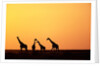 Giraffe Herd at Sunset by Anonymous