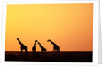 Giraffe Herd at Sunset by Anonymous