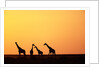 Giraffe Herd at Sunset by Anonymous
