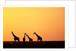 Giraffe Herd at Sunset by Anonymous