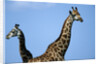 Two Giraffes Under Blue Sky by Anonymous