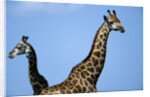 Two Giraffes Under Blue Sky by Anonymous